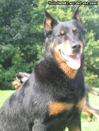 Beauceron jazz