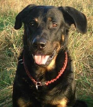 Beauceron Syrun du chateau rocher