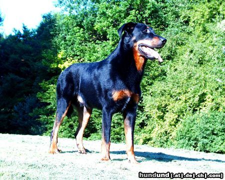 Beauceron tiablo de la tourie normande