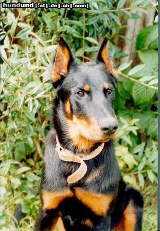 Beauceron Ubi 6 monat