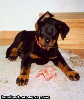 Beauceron Belis le Bijou noir de la Montagne