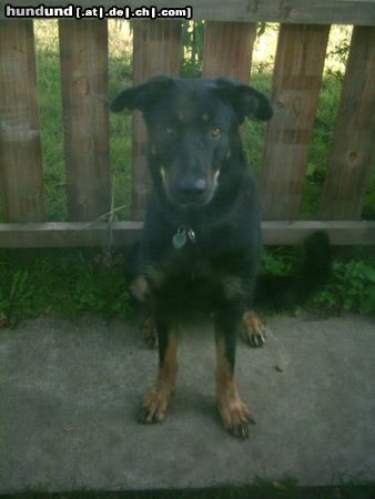 Beauceron