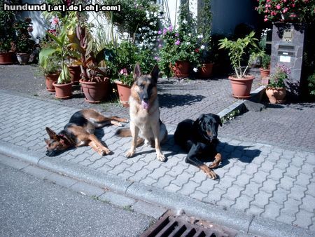 Beauceron Roxy (Holly de l'île aux bouleaux) und die Rasselbande alles DRK-Rettungshunde