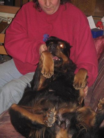 Beauceron Beauceron-Rottweiler-Mix. 