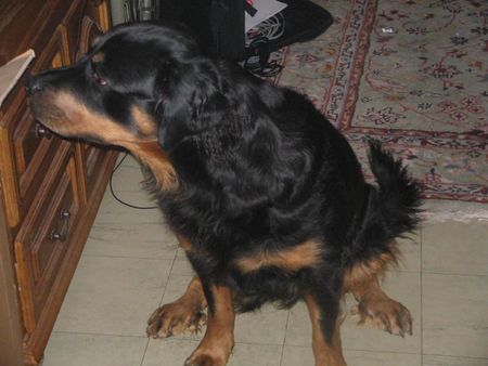 Beauceron Beauceron-Rottweiler-Mix \\