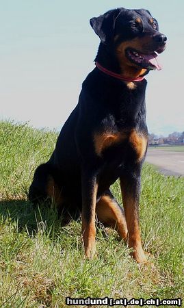 Beauceron Brandy von der Widenau