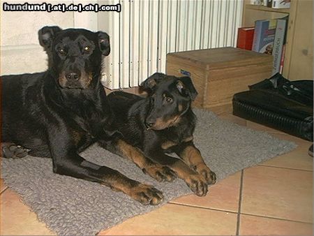 Beauceron Lunett und Choice