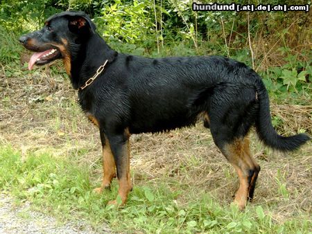 Beauceron Cheki de l´Amouraudiere