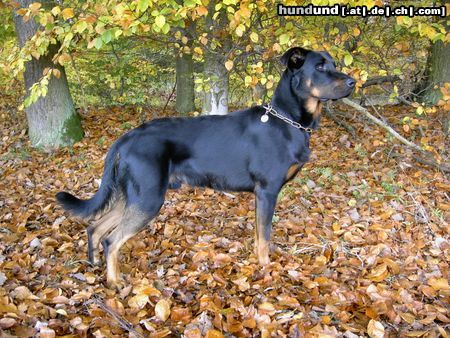 Beauceron Cheki de l´Amouraudiere