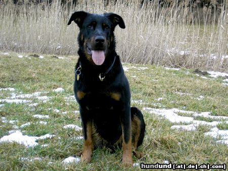 Beauceron Cheki de ´l Amouraudiere 2 Jahre