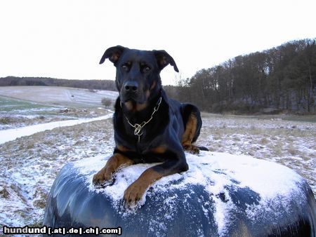 Beauceron Cheki de l´Amouraudiere