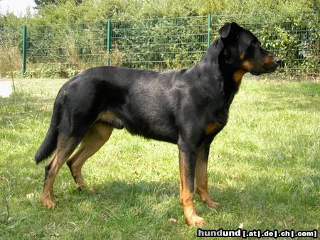 Beauceron Cheki de L Amouraudiere