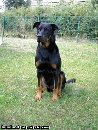 Beauceron Cheki de L Amouraudiere