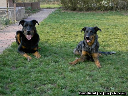 Beauceron Cheki und Aura