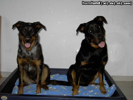 Beauceron Cheki und Aura