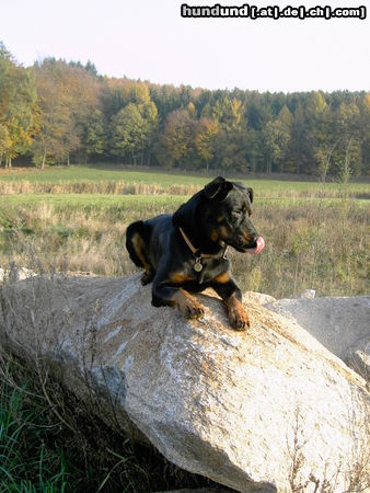 Beauceron cheki de l´Amouraudiere