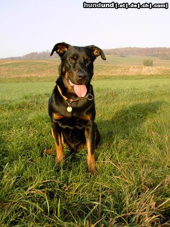 Beauceron cheki de l´Amouraudiere