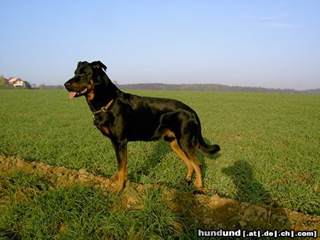 Beauceron cheki de l´Amouraudiere