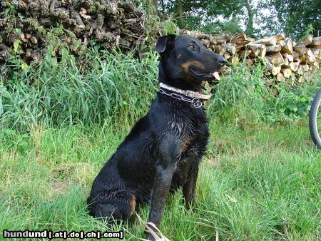 Beauceron Saskia des grands filous18 Monate