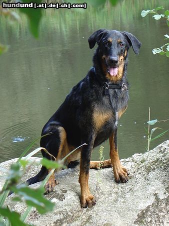 Beauceron