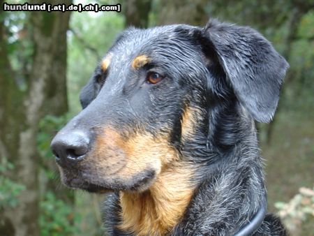 Beauceron