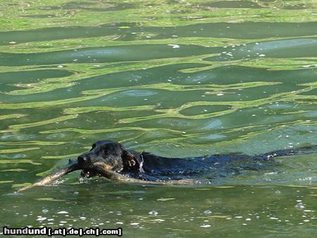 Beauceron Saskia des Grands Filous 19 Monate, eine unbändige Wasserratte