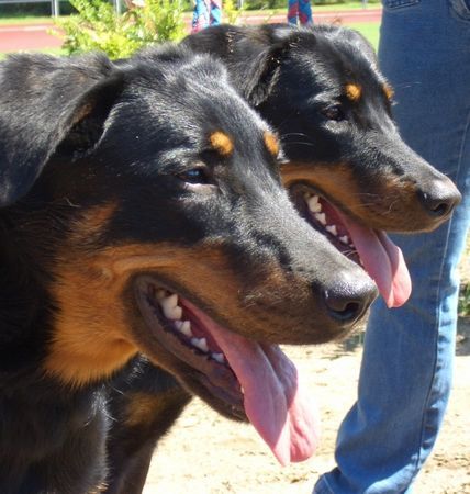 Beauceron Fadette und Fedora du Chevalier de Daehl