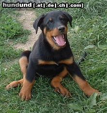 Beauceron Duchesse le Bijou noir de la Montagne