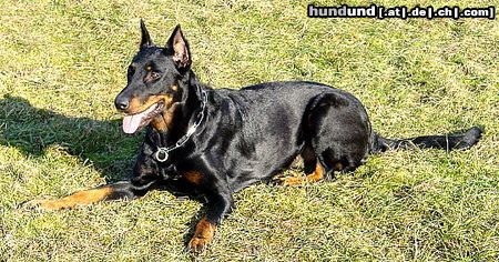 Beauceron Eysha von der Happy Horse Farm