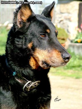 Beauceron