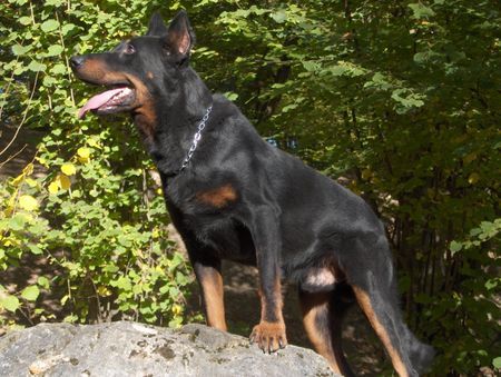 Beauceron Parcival