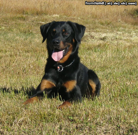 Beauceron „Zorro“ Hunter von der Widenau