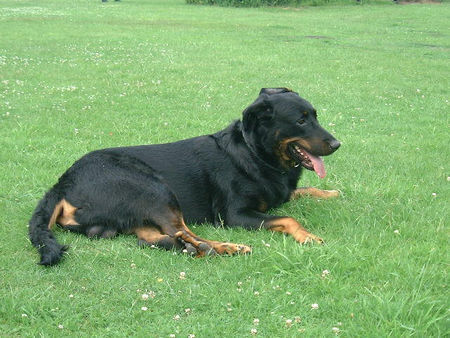 Beauceron Brevis de la Cascade mugissante