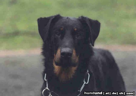 Beauceron Aaron aus dem Düppel