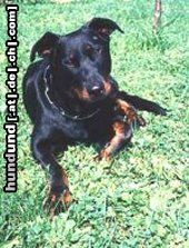 Beauceron Lunett de la Plaine du tilleul