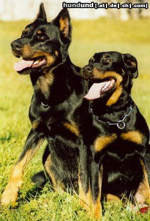 Beauceron