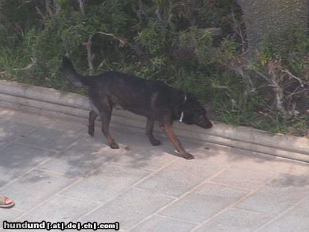 Beauceron in Spanien (Marbella)