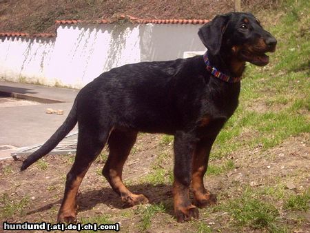 Beauceron Espoir le Bijou noir de la Montagne