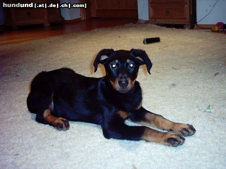 Beauceron estrelle le bijounoir de la montagne