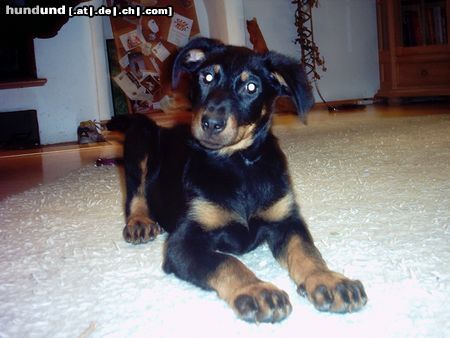 Beauceron estrelle le bijounoir de la montagne