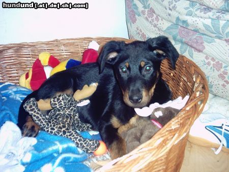 Beauceron Estrell le Bijou noir de la Montagne