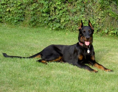 Beauceron Shiva