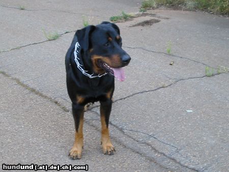 Beauceron arthy, geb.15-03-98