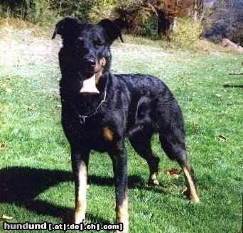 Beauceron Das ist 