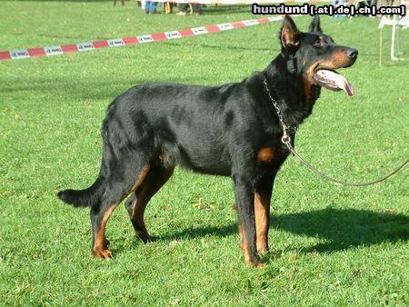 Beauceron Parcival du Val du Tremblay