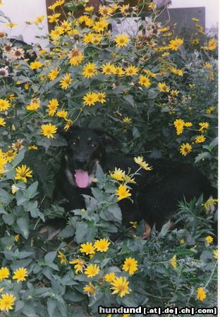 Beauceron In Gedanken immer bei mir!