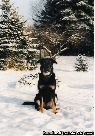 Beauceron In Gedanken immer bei mir!