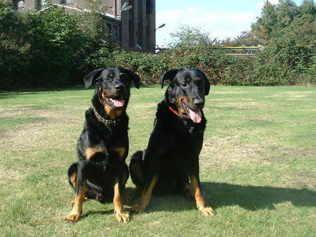 Beauceron Brevis und Syrun