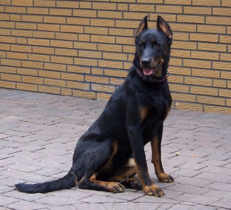 Beauceron Shiva