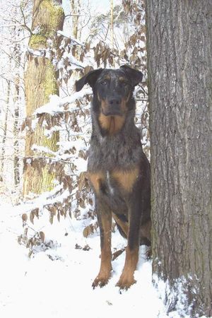 Beauceron Tatu Argentee